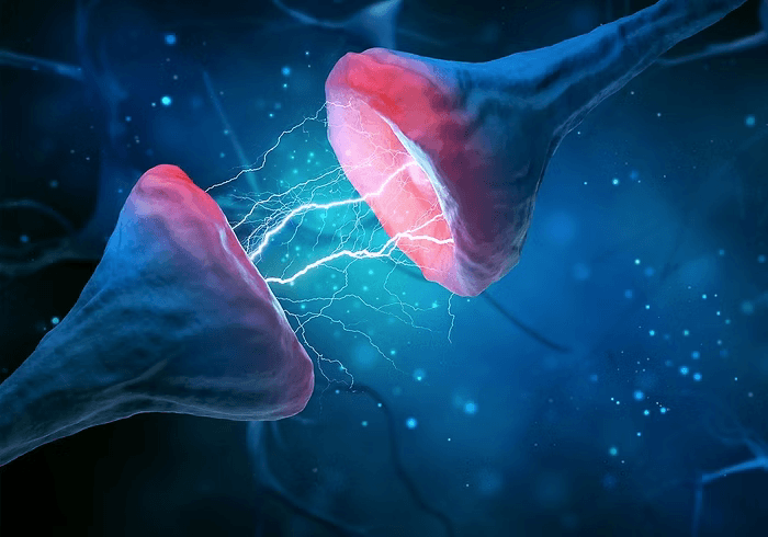 How-the-Brain-Learns-and-Stores-Information CONKA