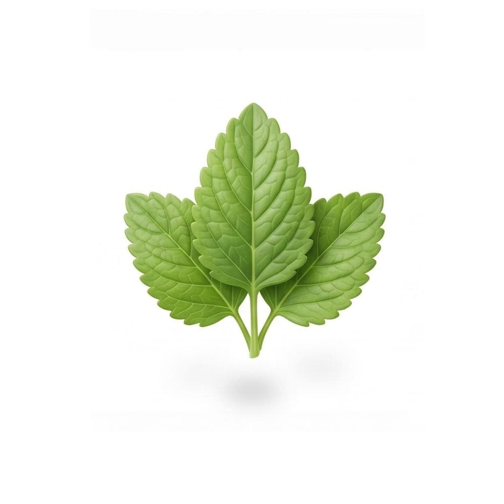 Lemon Balm