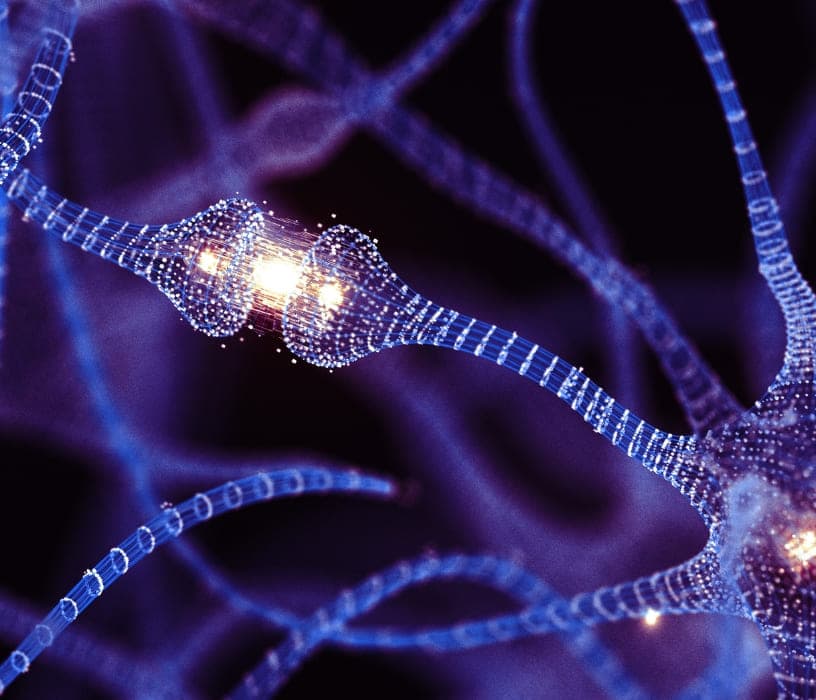 Neural connections and synaptic activity