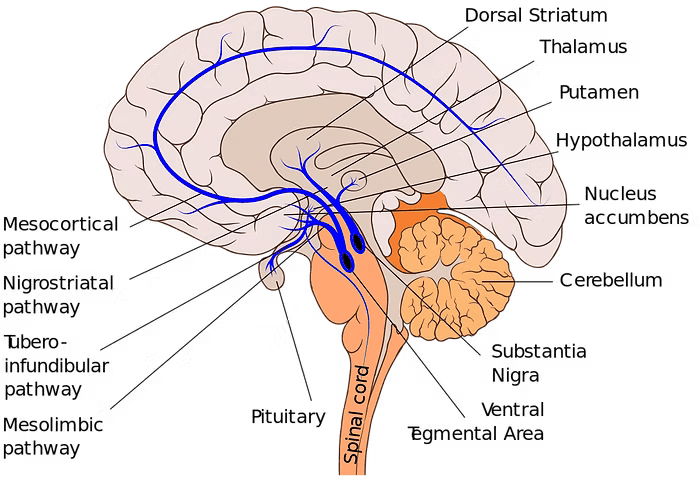 The-Mesolimbic-Dopamine-System-Unveiling-the-Pathway-to-Pleasure-and-Reward CONKA