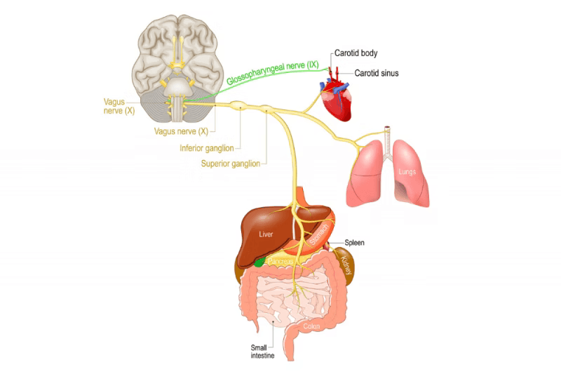 The-Vagus-Nerve-Gut-Brain-Axis CONKA