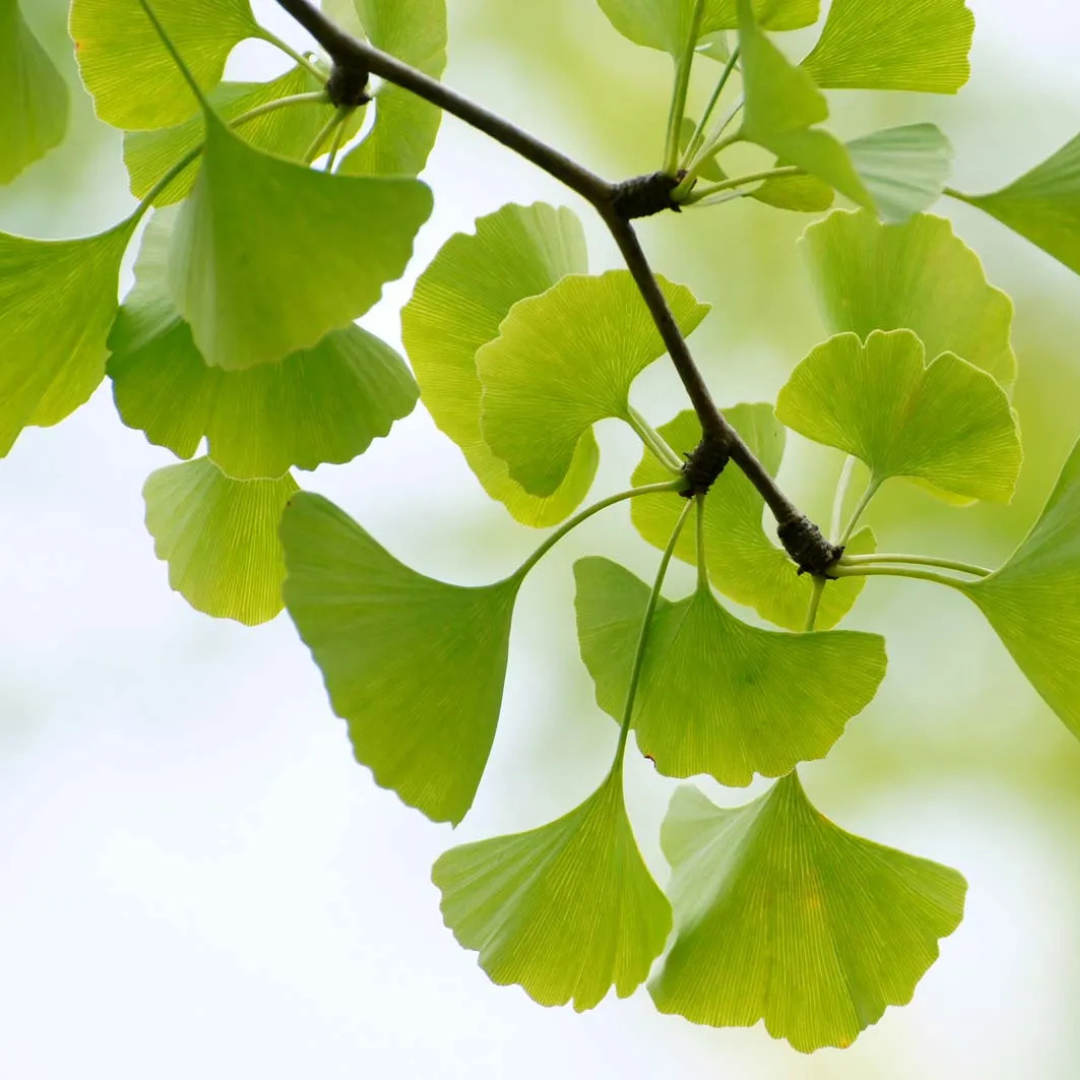 Ginkgo Biloba CD