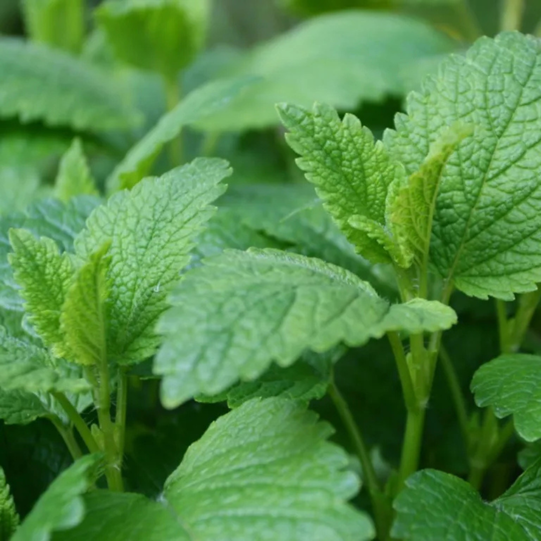 Lemon Balm - MS