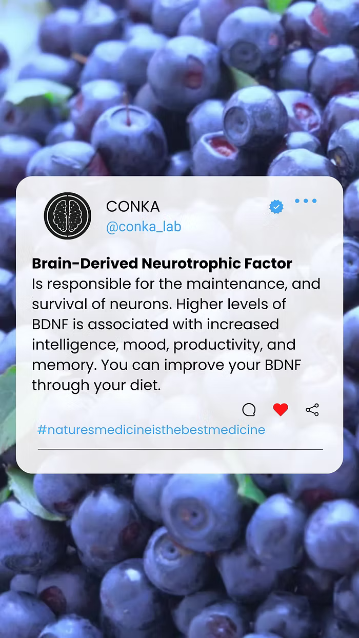 ChC5-1-component-no5.-Vaccinium-Myrtillus-boosts-your-genius-and-helps-you-overcome-stress. CONKA