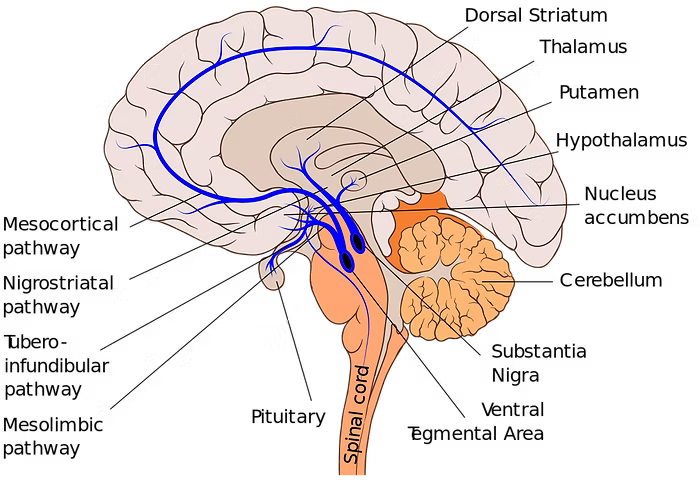 The-Mesolimbic-Dopamine-System-Unveiling-the-Pathway-to-Pleasure-and-Reward CONKA